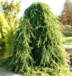 Cedrus deodara Pendula Weeping Deodar Cedar