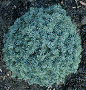 Picea mariana Nana Dwarf Black Spruce