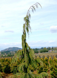 Chamaecyparis nootkatensis Pendula Weeping Alaska Cedar Chamaecyparis nootkatensis Pendula Weeping Alaska Cedar