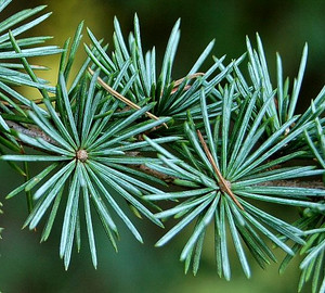 Cedrus atlantica 'Glauca' Blue Atlas Cedar Tree