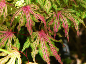Acer palmatum 'Aka shigitatsu sawa' Japanese Maple