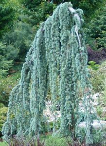 weeping blue atlas cedar tree Cedrus atlantica Glauca Pendula weeping blue atlas cedar tree Cedrus atlantica Glauca Pendula