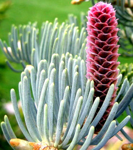 Abies concolor Candicans White Fir Abies concolor Candicans White Fir
