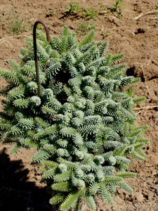 Abies pinsapo 'Glauca' Blue Spanish Fir Abies pinsapo 'Glauca' Blue Spanish Fir