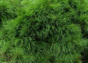 Pinus densiflora Pendula Weeping Japanese Red Pine Pinus densiflora Pendula Weeping Japanese Red Pine