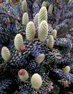 Abies koreana silberlocke Korean Fir Spring Cones Abies koreana silberlocke Korean Fir Spring Cones