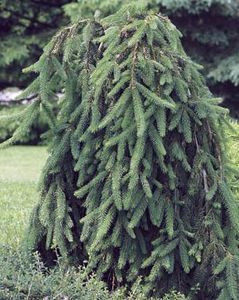 Picea abies Pendula Weeping Norway Spruce Tree Picea abies Pendula Weeping Norway Spruce Tree