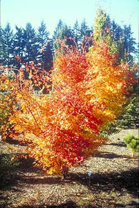 Acer palmatum 'Beni kawa' Coral Bark Japanese Maple Tree