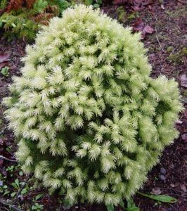 Picea glauca Daisy's White Dwarf White Tipped Alberta Spruce