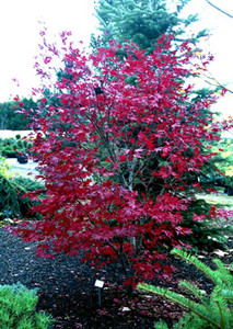 Acer palmatum Fireglow Japanese Maple Tree