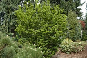 Acer palmatum ' Shishigashira ' Japanese Maple Tree