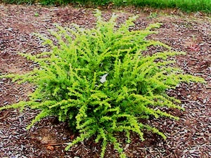 Cedrus atlantica Compacta Dwarf Atlas Cedar
