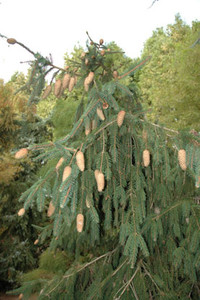 Picea abies Acrocona Norway Spruce Picea abies Acrocona Norway Spruce