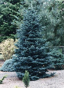 Abies lasiocarpa Glauca Arizonica Blue Arizona Alpine Fir