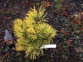 Pinus sylvestris 'Gold Medal' Yellow Golden Scot's Pine Tree
