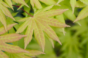 Acer shirasawanum Autumn Moon Shirasawa Maple Tree