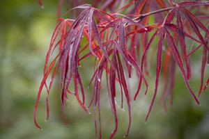 Acer palmatum 'Atrolineare' Japanese Maple Tree