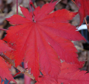 Acer japonicum 'O isami' Fullmoon Maple Tree