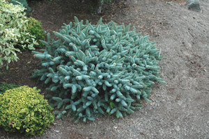 Abies pinsapo Horstmann Nana Dwarf Spanish Fir