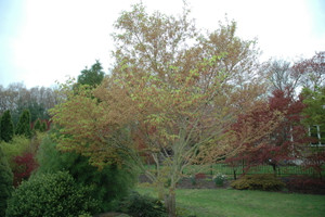 Acer palmatum 'Ao kanzashi' Japanese Maple Tree