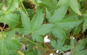 Acer palmatum Oto hime Japanese Maple Tree