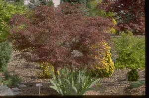 Acer palmatum 'Red Pygmy' Dwarf Japanese Maple Tree Acer palmatum 'Red Pygmy' Dwarf Japanese Maple Tree