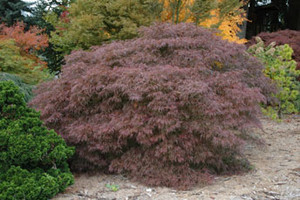 Inaba shidare Cutleaf Weeping Japanese Maple Tree Inaba shidare Cutleaf Weeping Japanese Maple Tree
