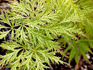 Filigree Lace Green Weeping Cutleaf Japanese Maple Filigree Lace Green Weeping Cutleaf Japanese Maple