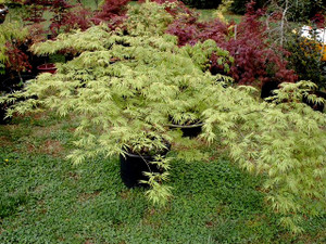 Acer palmatum dissectum Germaines Gyration weeping Japanese Maple