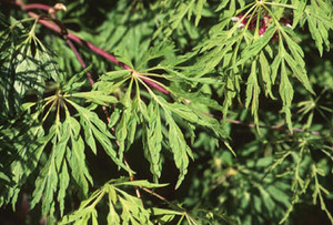 Acer japonicum 'Green Cascade' Full Moon Maple