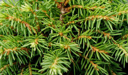 Picea abies Fritsche dwarf Norway spruce