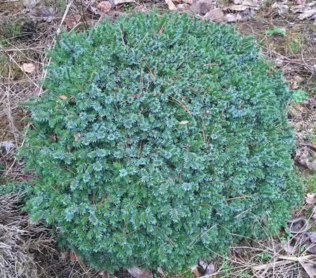 Picea abies Pimoko Dwarf Serbian Spruce