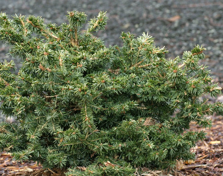 Miniature Canadian Hemlock Bacon Cristate