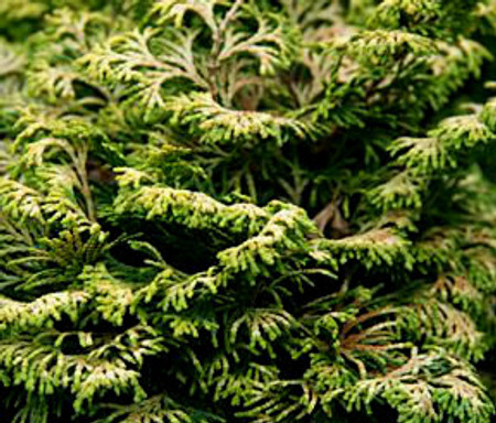 Golden Nymph  Dwarf Japanese Hinoki Cypress