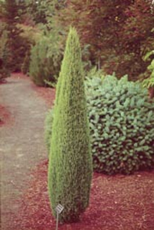 Juniperus communis Compressa Dwarf Common Juniper