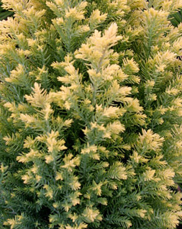 Treasure Island Lawsons Cypress