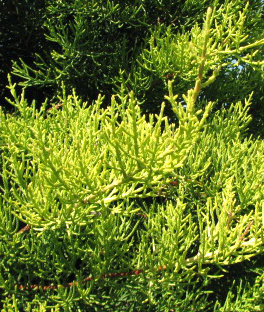 Golden Pyramid Arizona Cypress