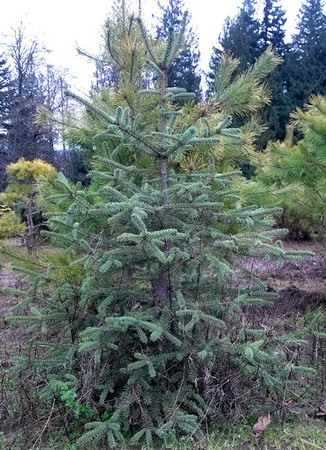 Monkey Puzzle Colorado Blue Spruce