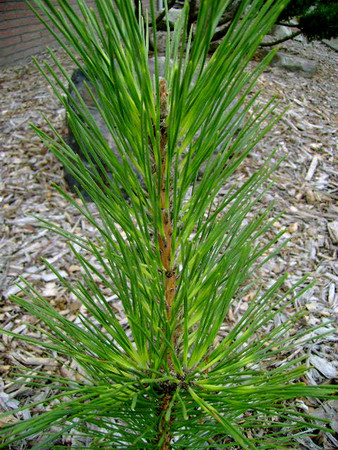 Pinus thunbergiana Oculus Draconis Variegated Japanese Black Pine