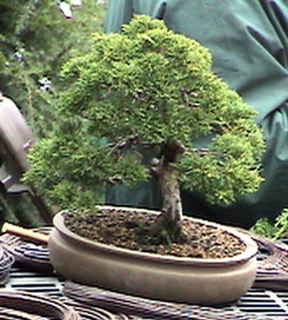 Bonsai Chinese Juniper