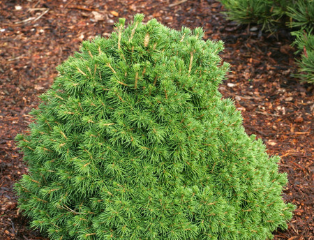 Picea abies Tompa Dwarf Norway Spruce