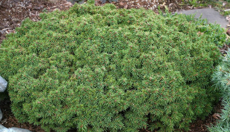 Picea abies Thumbelina Miniature Alberta Spruce