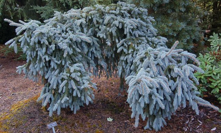 Picea pungens The Blues Weeping Colorado Blue Spruce