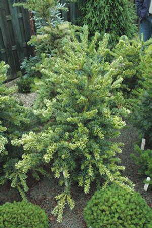 Pinus parviflora ' Fukai ' Variegated Japanese White Pine