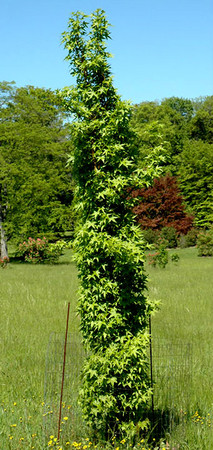 Liquidambar styraciflua Slender Silhouette Narrow Sweet Gum