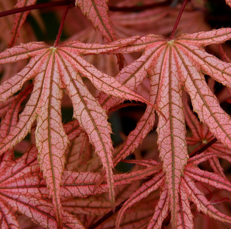 Acer palmatum Olsen's Frosted Strawberry Variegated Japanese Maple