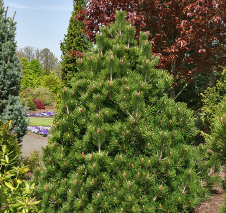 Pinus leucodermis heldreichii Irish Bell Dwarf Bosnian Pine