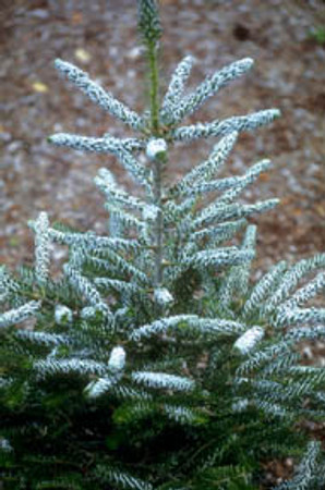 Abies koreana Silver Show Dwarf Korean Fir