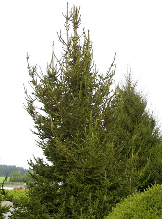 Picea abies Hillside Upright Narrow Norway Spruce