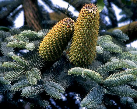 Abies procera Glauca Blue Noble Fir
